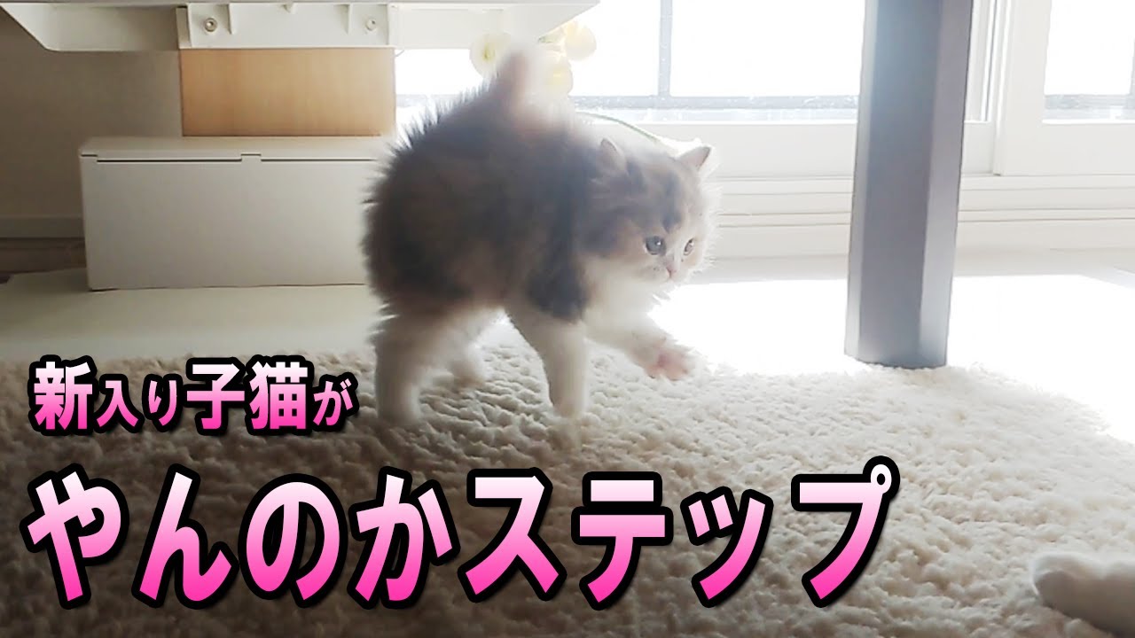 新入り子猫のやんのかステップが可愛すぎたw【スコティッシュフォールド】
