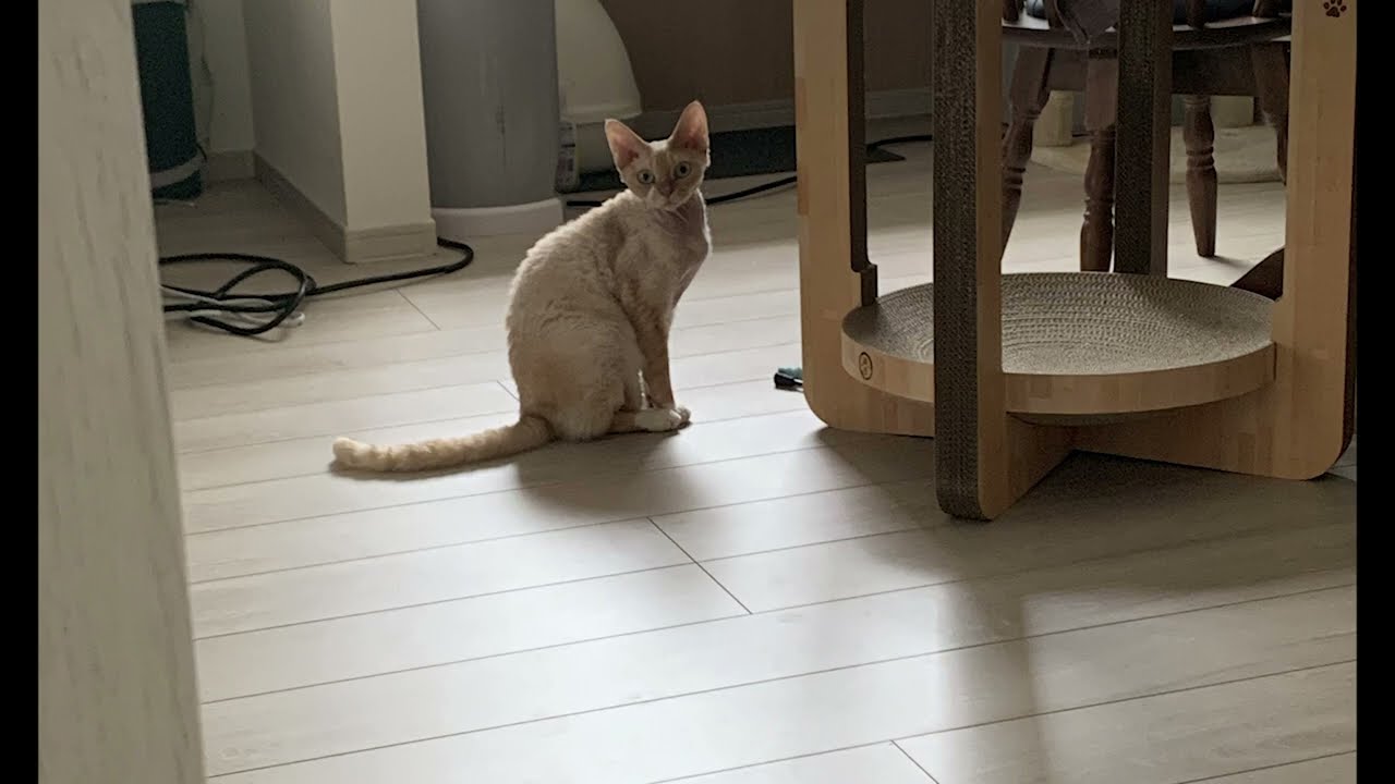デボンレックス猫の寂しそうな顔写真集(A collection of photos of Devon Rex cat"s lonely face)