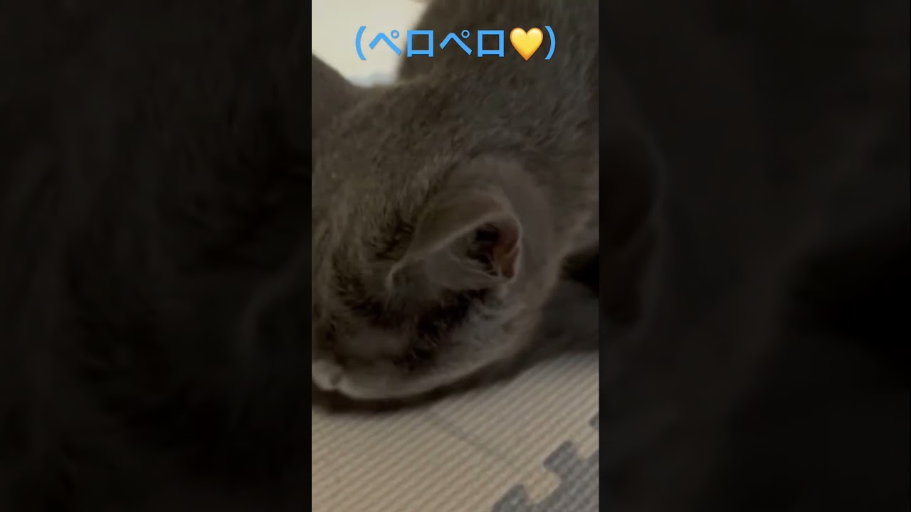 シッポがキレイで嬉しい猫（ロシアンブルー）#shorts