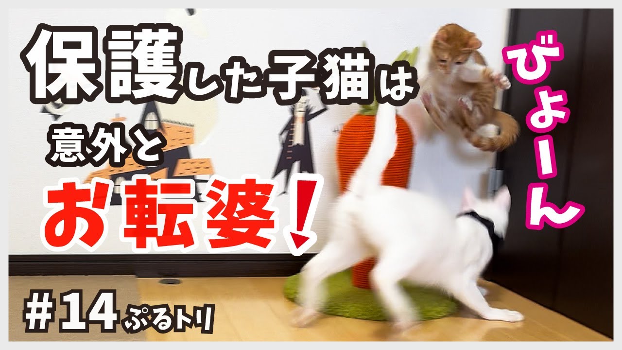【保護 子猫】保護した子猫が先住猫とはしゃぐ！元気になった猫を見ると癒やされます。【保護猫・ぷるトリ14】/ brown and white kitten
