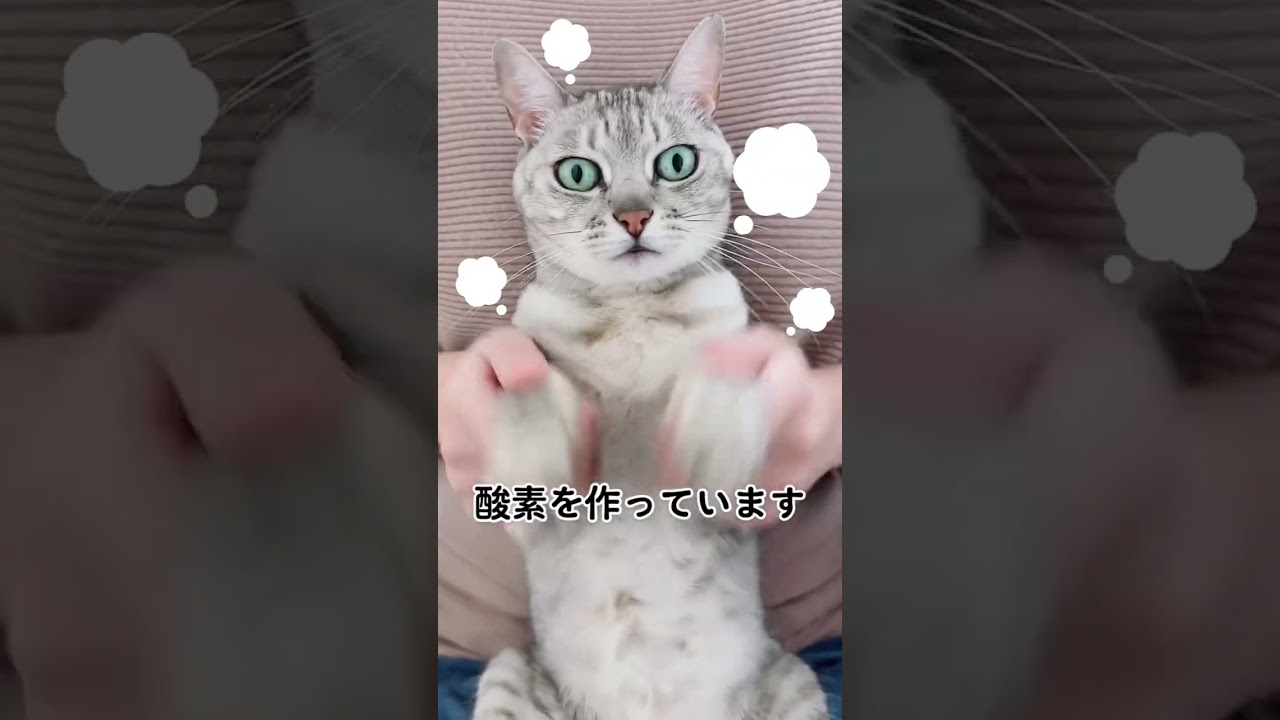 踊ってるだけに見えて… #shorts