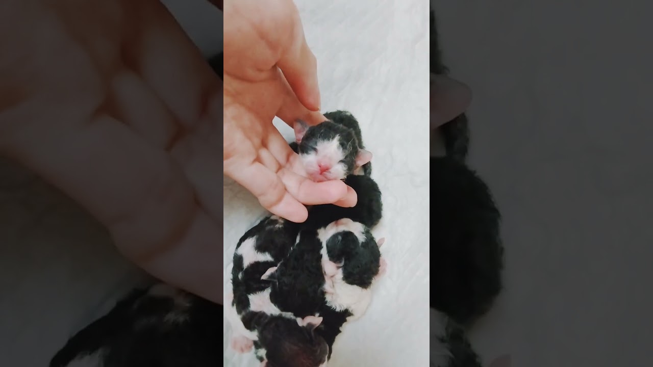 9/14日爆誕デボンレックス