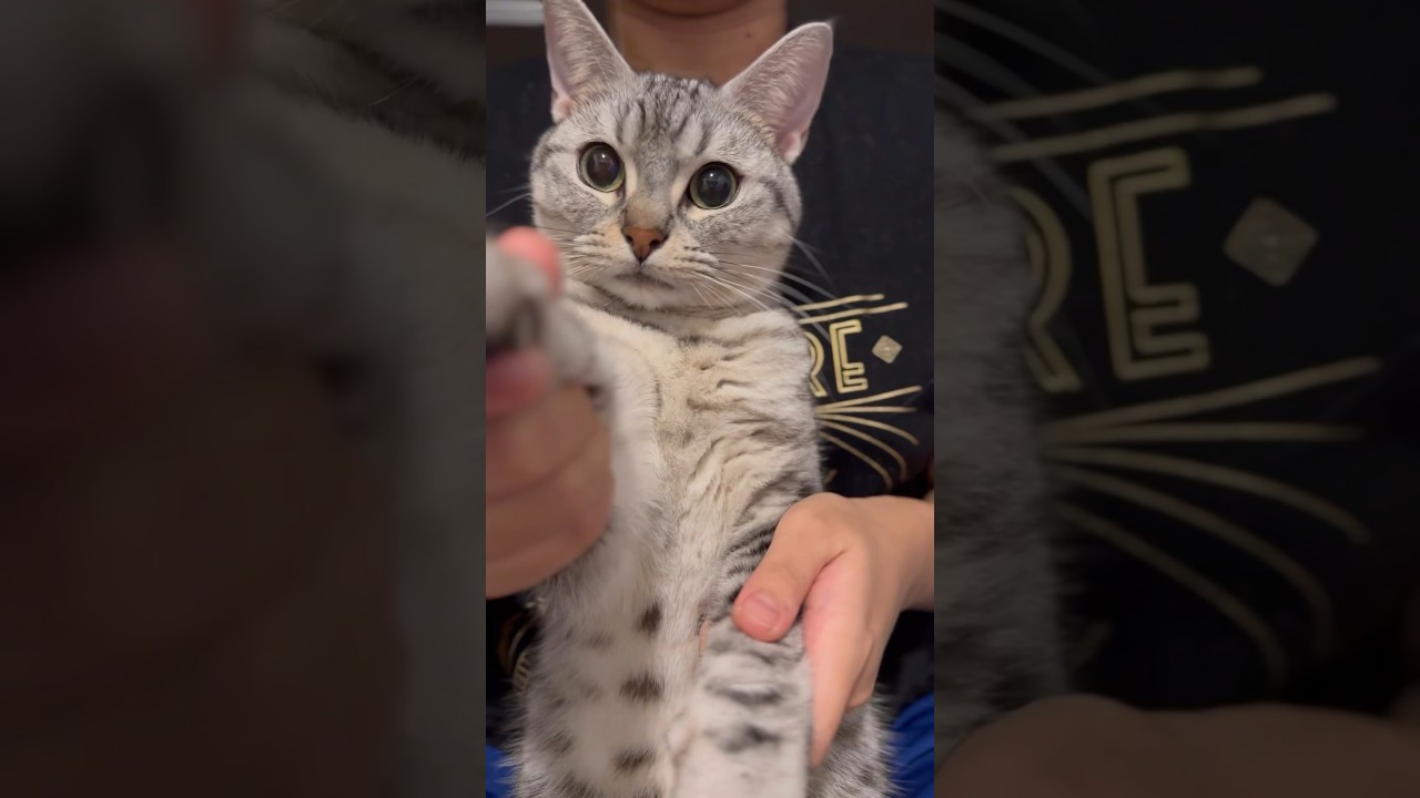 【猫動画】アメショーに見えるけどマンチカンです‼︎笑 #shorts