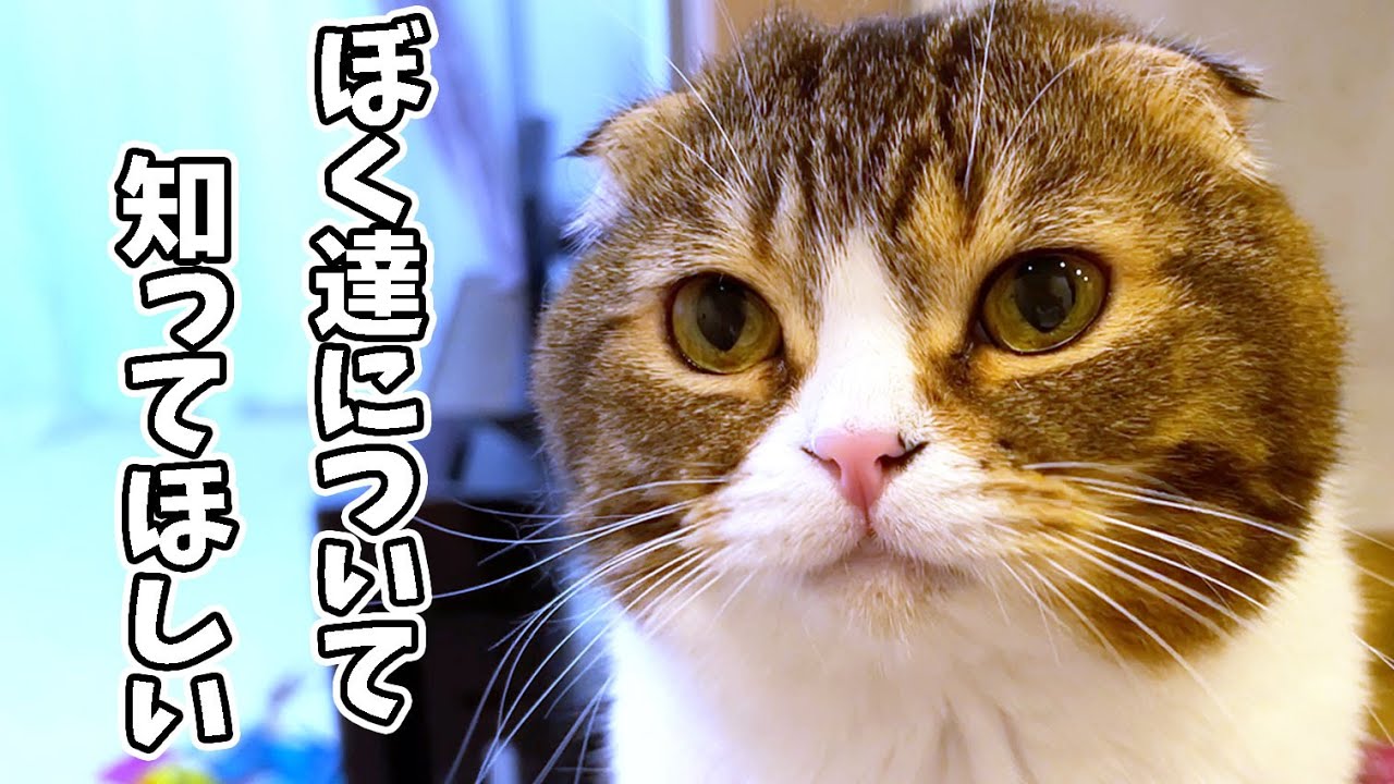 垂れ耳のスコティッシュフォールドを飼う前に知っていてほしいことがあります！