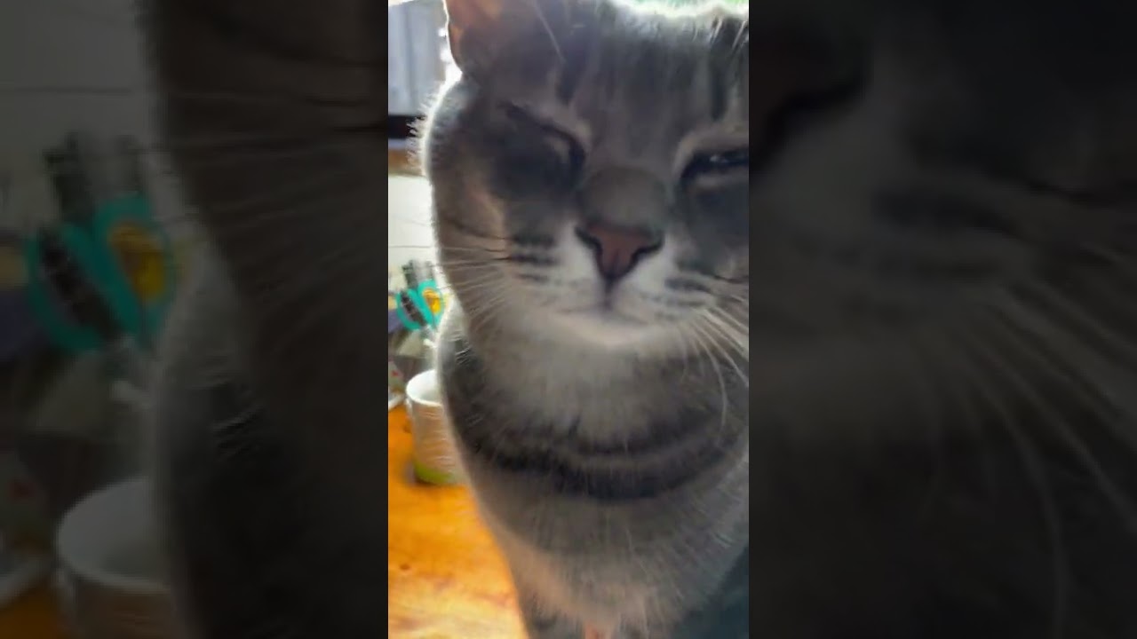 #風の猫　外の様子を窓から眺め..　目薬を注してあげると言われる猫…　#shorts