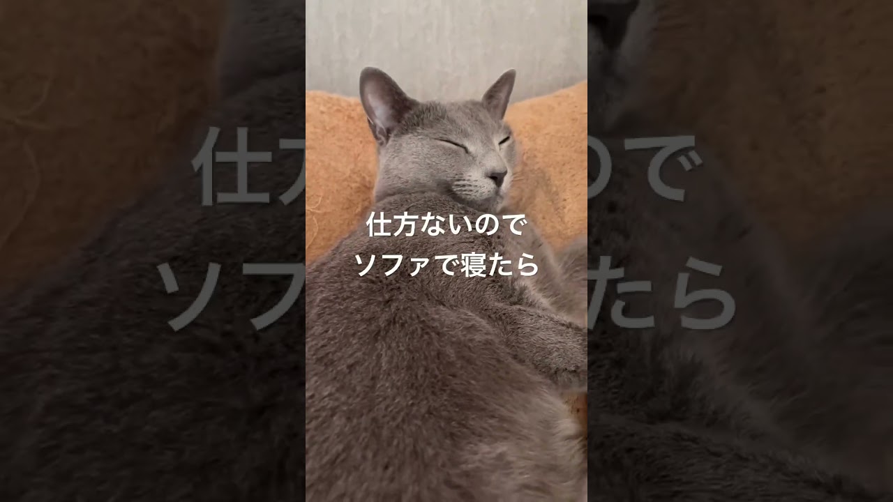 猫の飼い主あるある #ロシアンブルー #ソマリ #甘えん坊の猫
