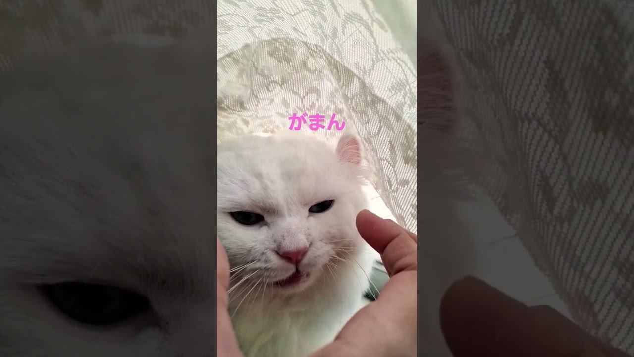 【オッドアイ幸せを呼ぶ猫】かじるの我慢するラビちゃん#猫#cat#白猫#キンカロー#shorts