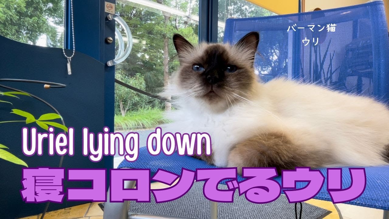 バーマン猫ウリ【寝コロンでるウリ】Uriel lying down（バーマン猫）Birman/Cat