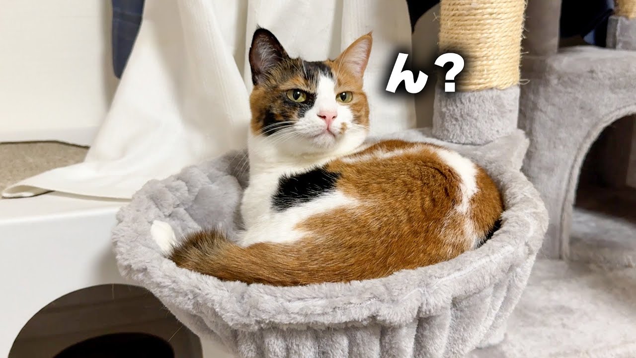 ベルちゃんの寝る姿がかわいすぎて壊れてしまう飼い主