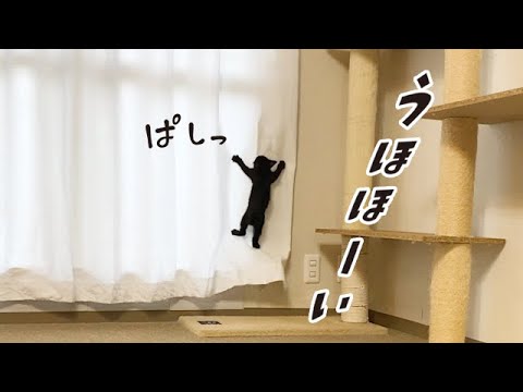 ケージから出すと暴走する子猫