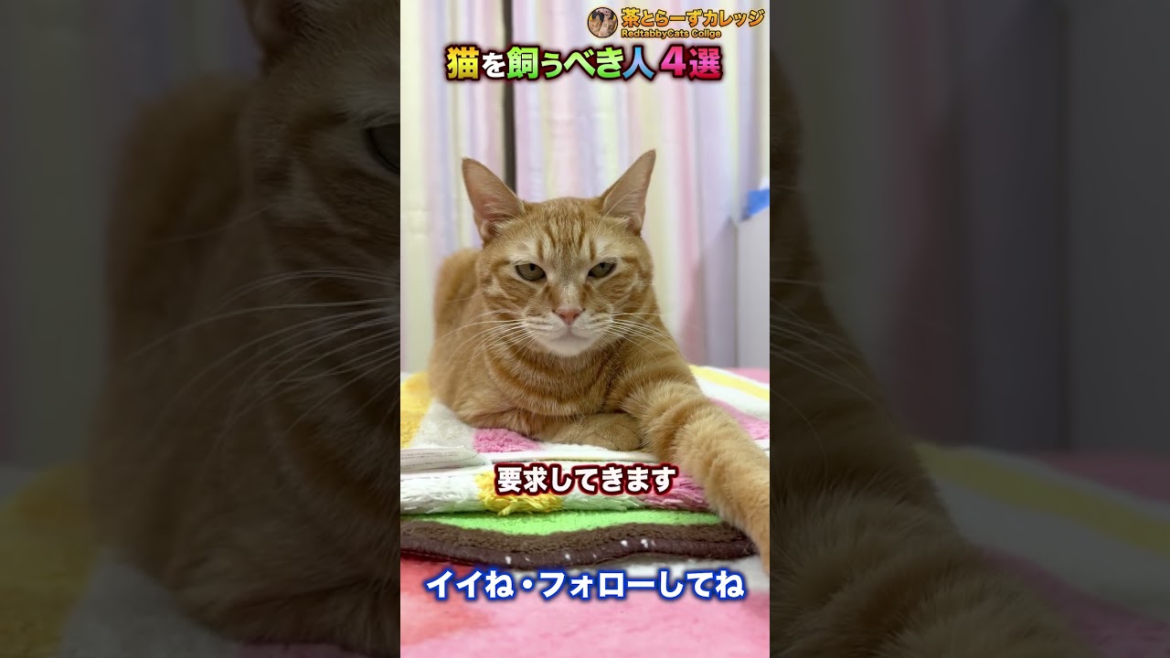 猫を飼うべき人4選 #Shorts