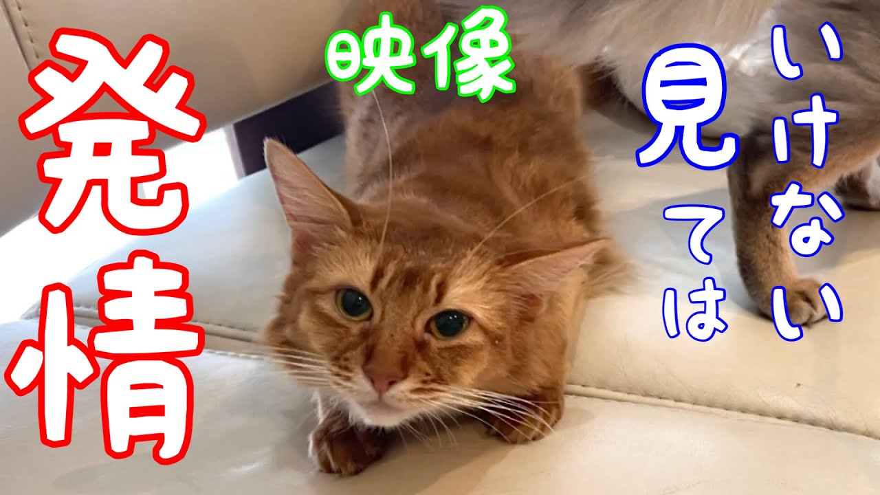 【初めての発情】戸惑った猫の行動は見せてはいけない映像でした❗️ごめんなさい