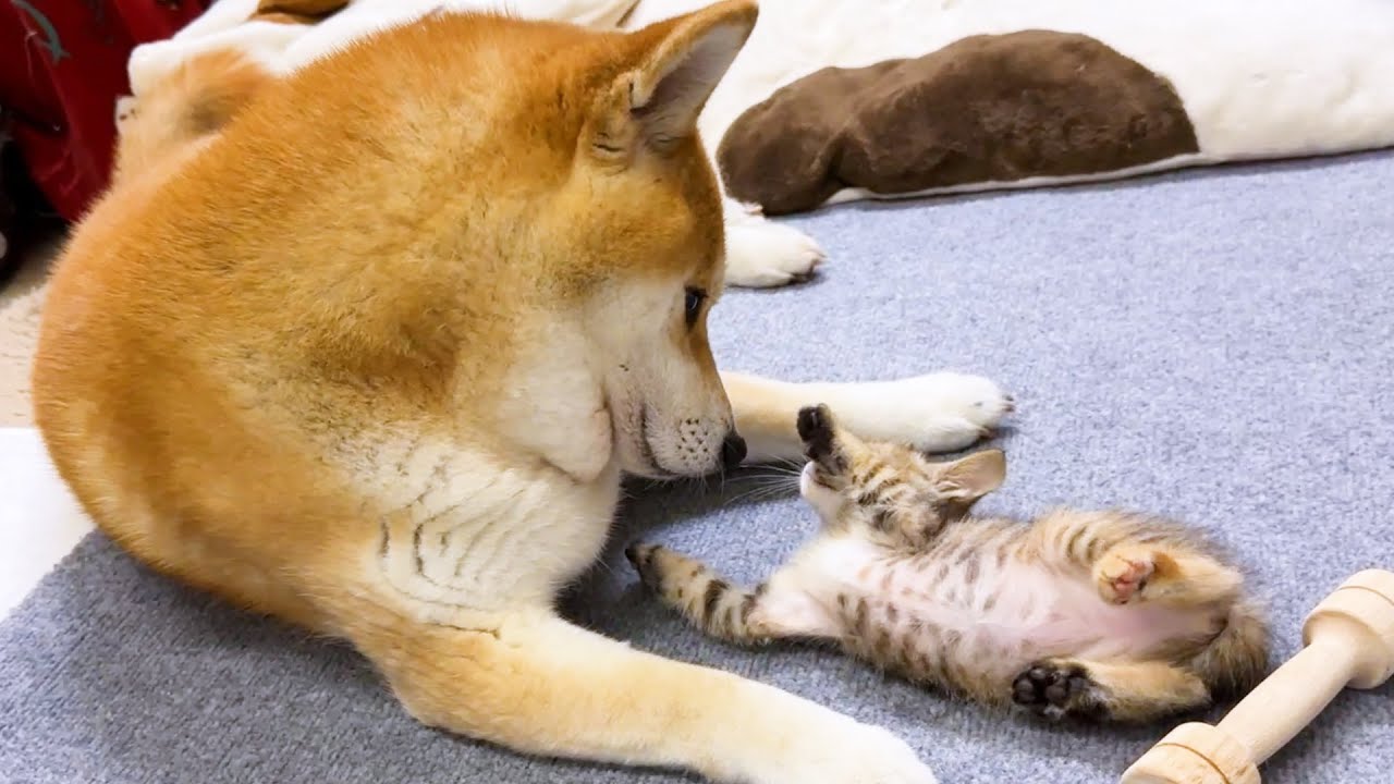 子猫と柴犬が対面を繰り返していると柴犬の母親化が止まらないです！