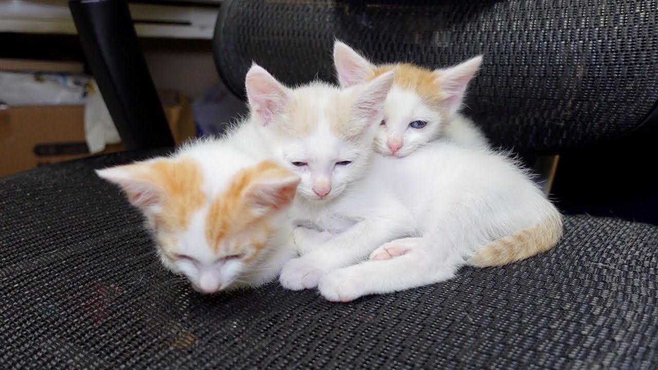 子猫たちをアレルギー物質から守るLevoit Vital 100S 空気清浄機