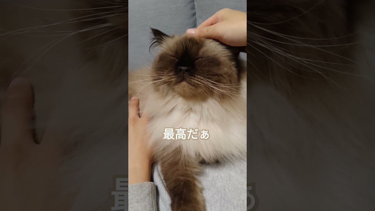 【ヒマラヤン】最高に幸せそうな猫【甘えん坊】