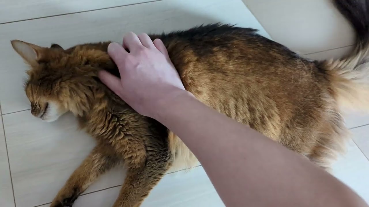 【623日目】マッサージ #ソマリ #cat