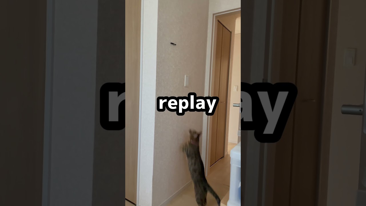 【検証】ベンガル猫のジャンプ力で150センチ届くのか試してみた！