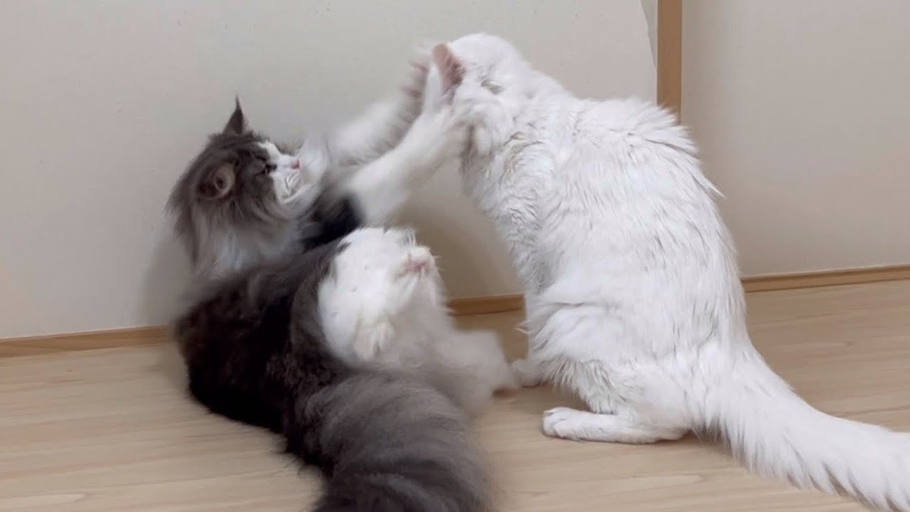 【お留守番♪】みんなで仲良くお留守番しましょ〜う♪ターキッシュアンゴラとノルウェージャンフォレストキャット♡