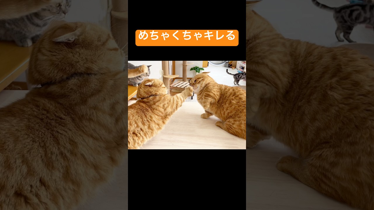 マンチカンの茶々くんはお尻の匂いを嗅がれるとめちゃくちゃキレる #猫 #マンチカン #shorts