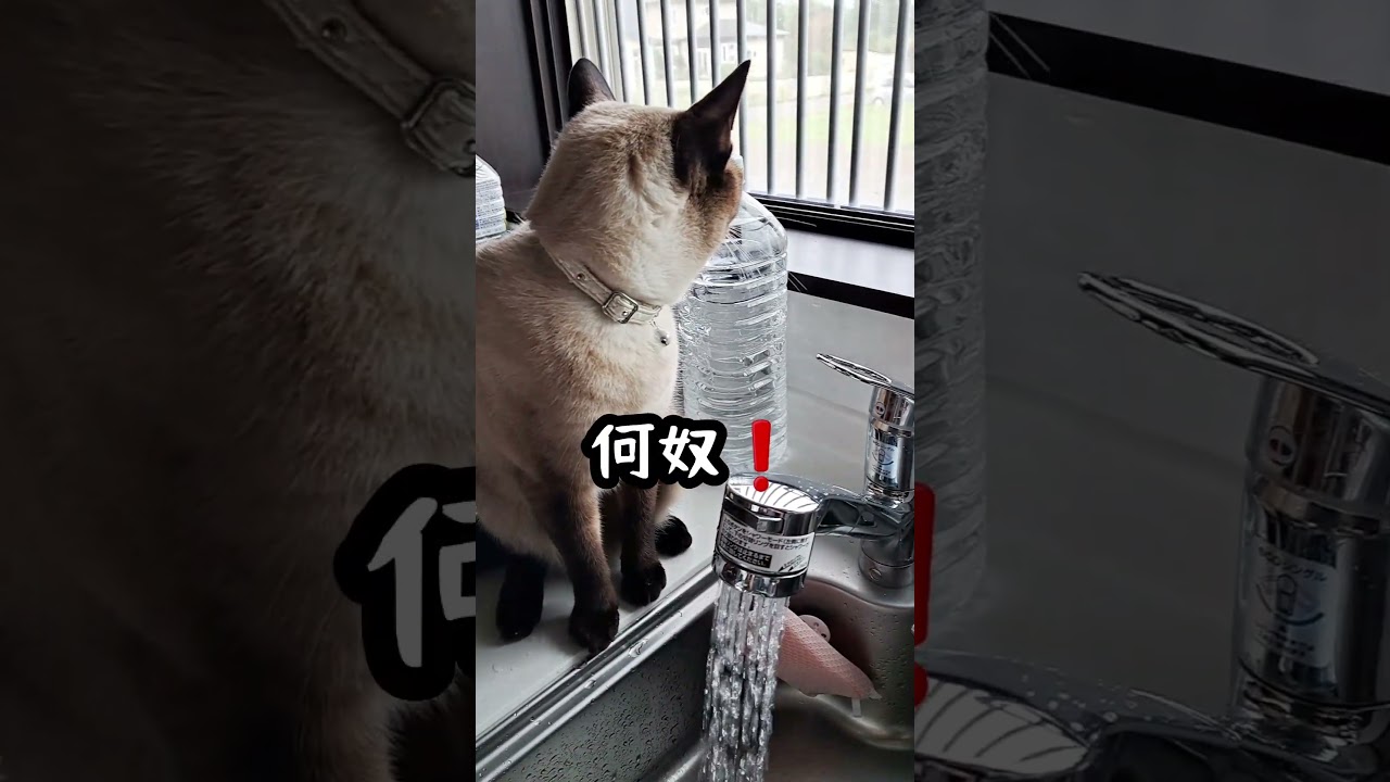 【猫】水は直飲み派🐱#shorts #猫 #シャムミックス