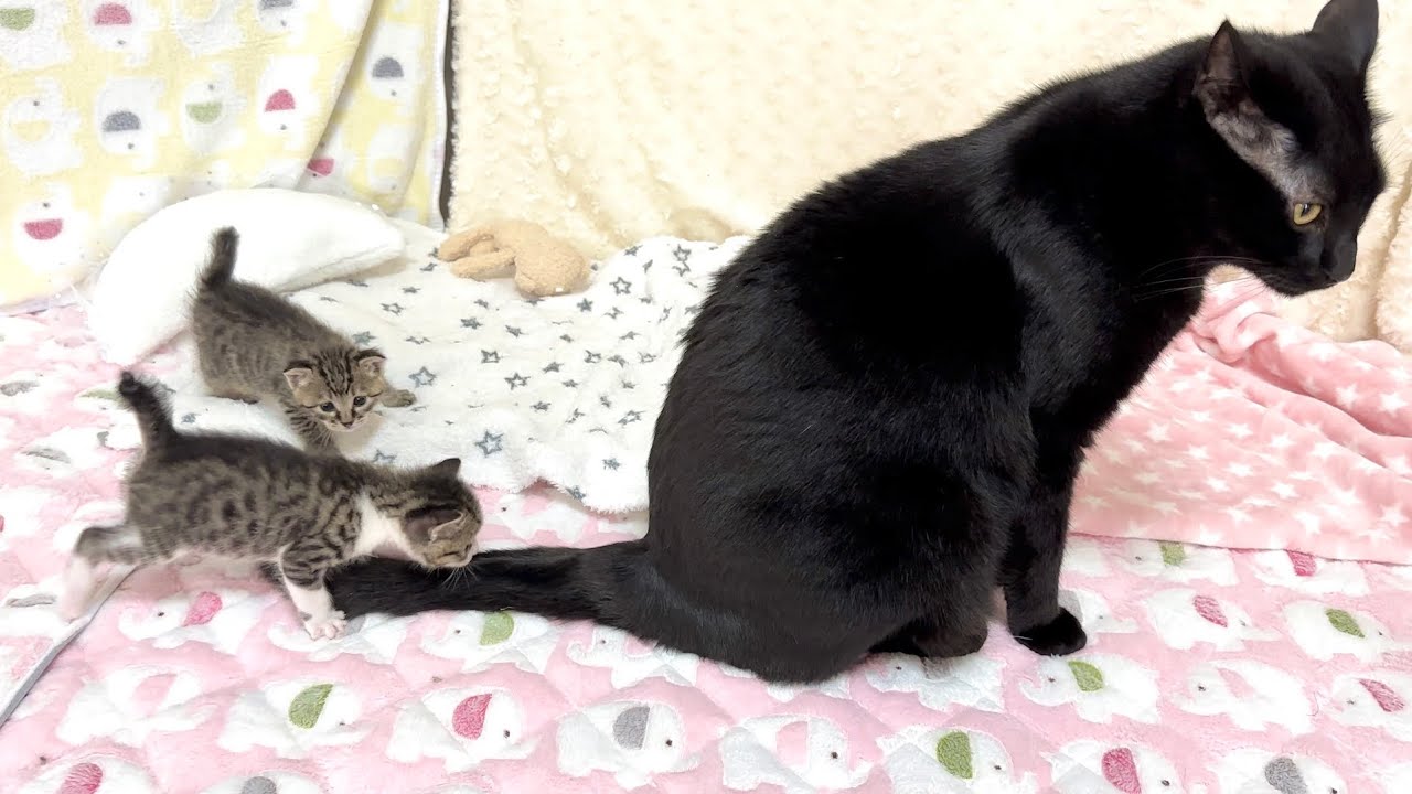 生後21日 先住猫とご対面！しっぽを大爆発させながらご挨拶する子猫【山菜兄妹#20】Curious kittens meet older cats.