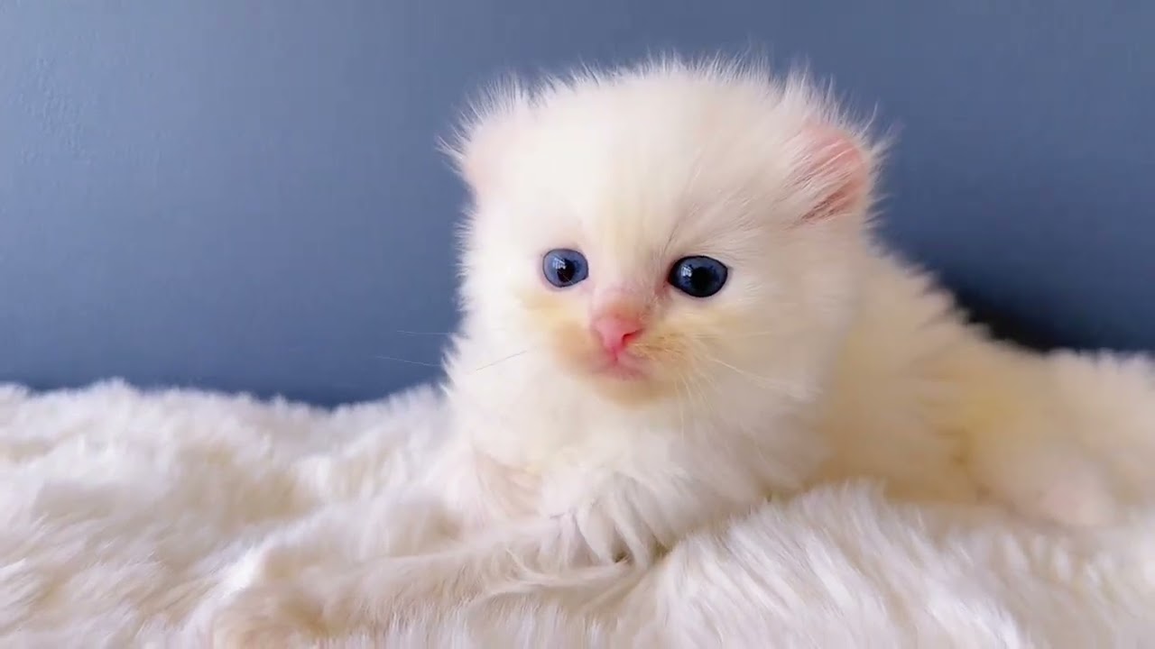 アメリカンカール 真っ白長毛🩵ブルー目👂しっかりカール😄丸顔