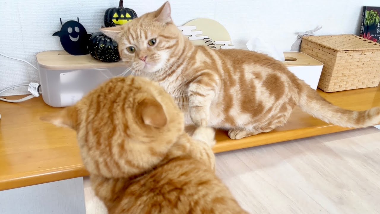 今日もこどもたちとわちゃわちゃしながらごはんを待ってる茶々パパ #猫 #マンチカン