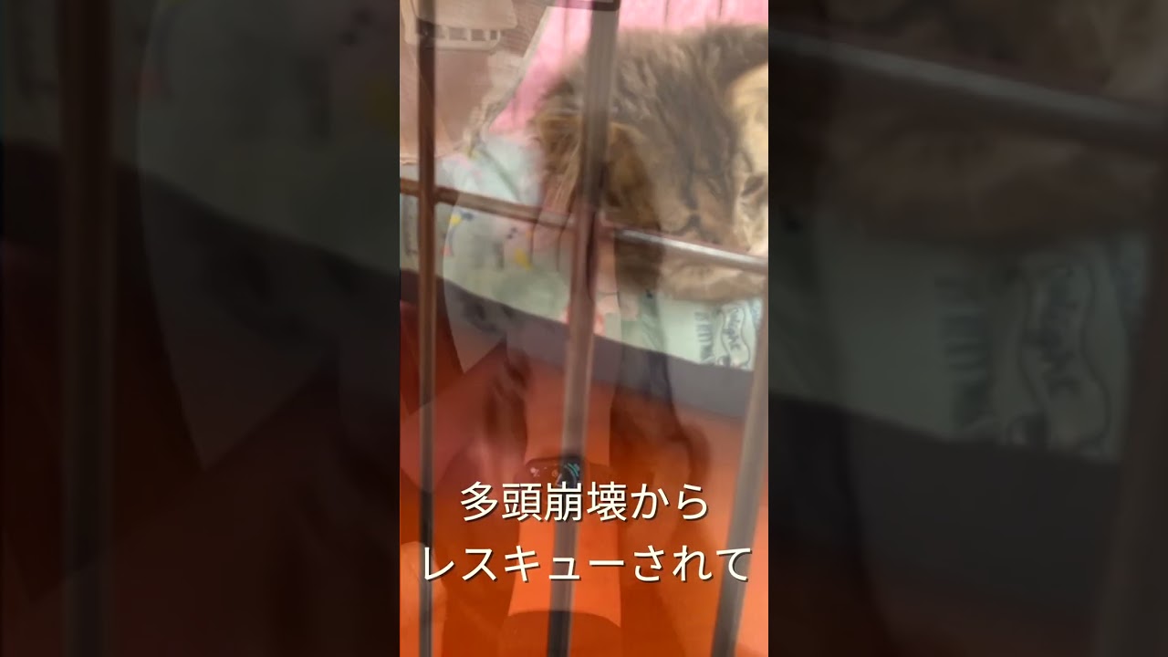 多頭飼育崩壊からレスキュー🐱初めて人間の愛情を知る #shorts