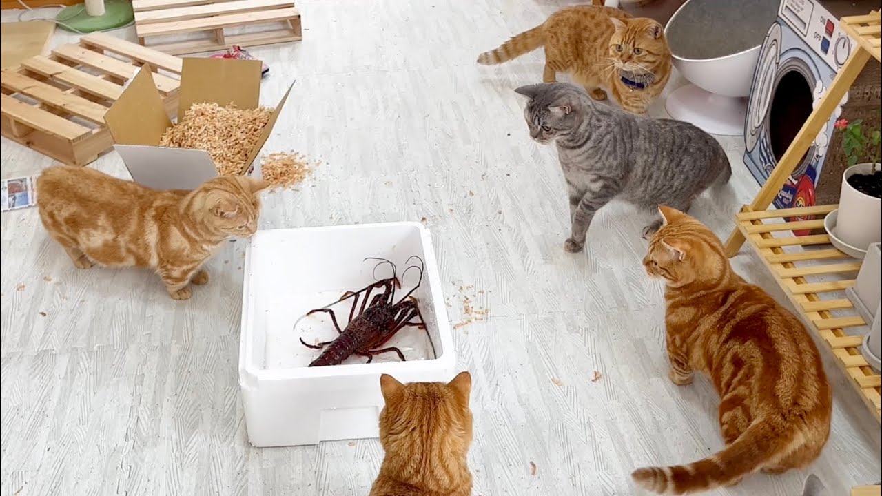 はじめて見た伊勢海老にびっくりする猫たち #猫 #マンチカン