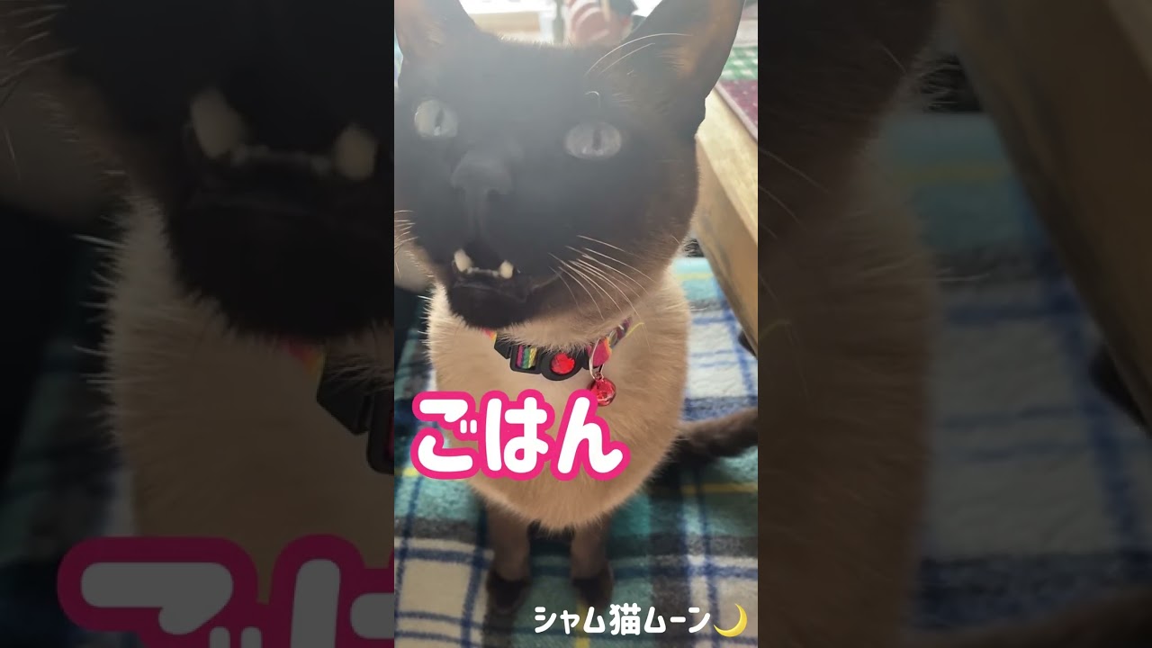 シャム猫ムーン🌙チャンネル・しゃべるネコ　#shorts
