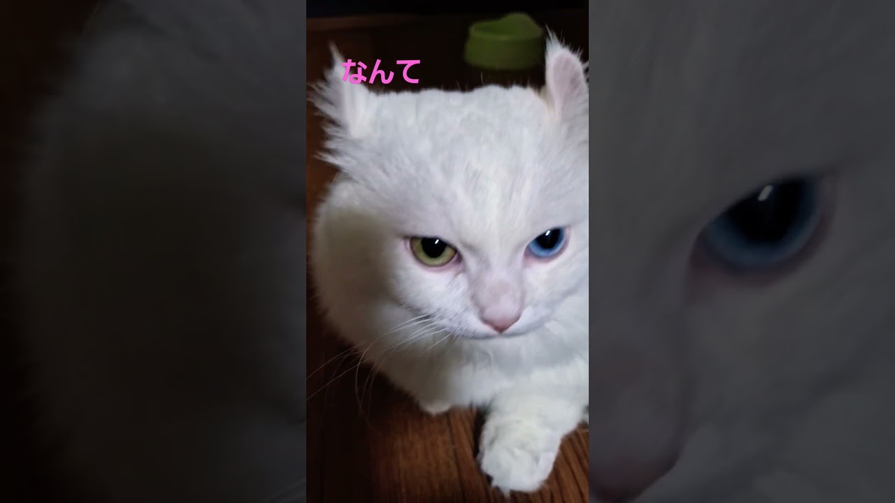 【オッドアイ幸せを呼ぶ猫】美しすぎるラビちゃん#猫#cat#白猫#キンカロー#shorts