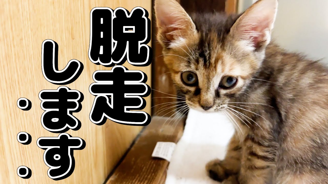 子猫2匹が脱走（？）してしまいました…