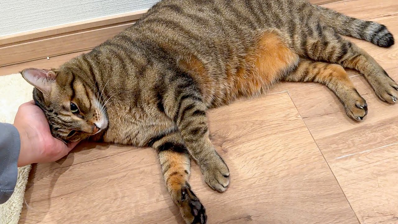 急にティガーの前足が動かなくなりました。