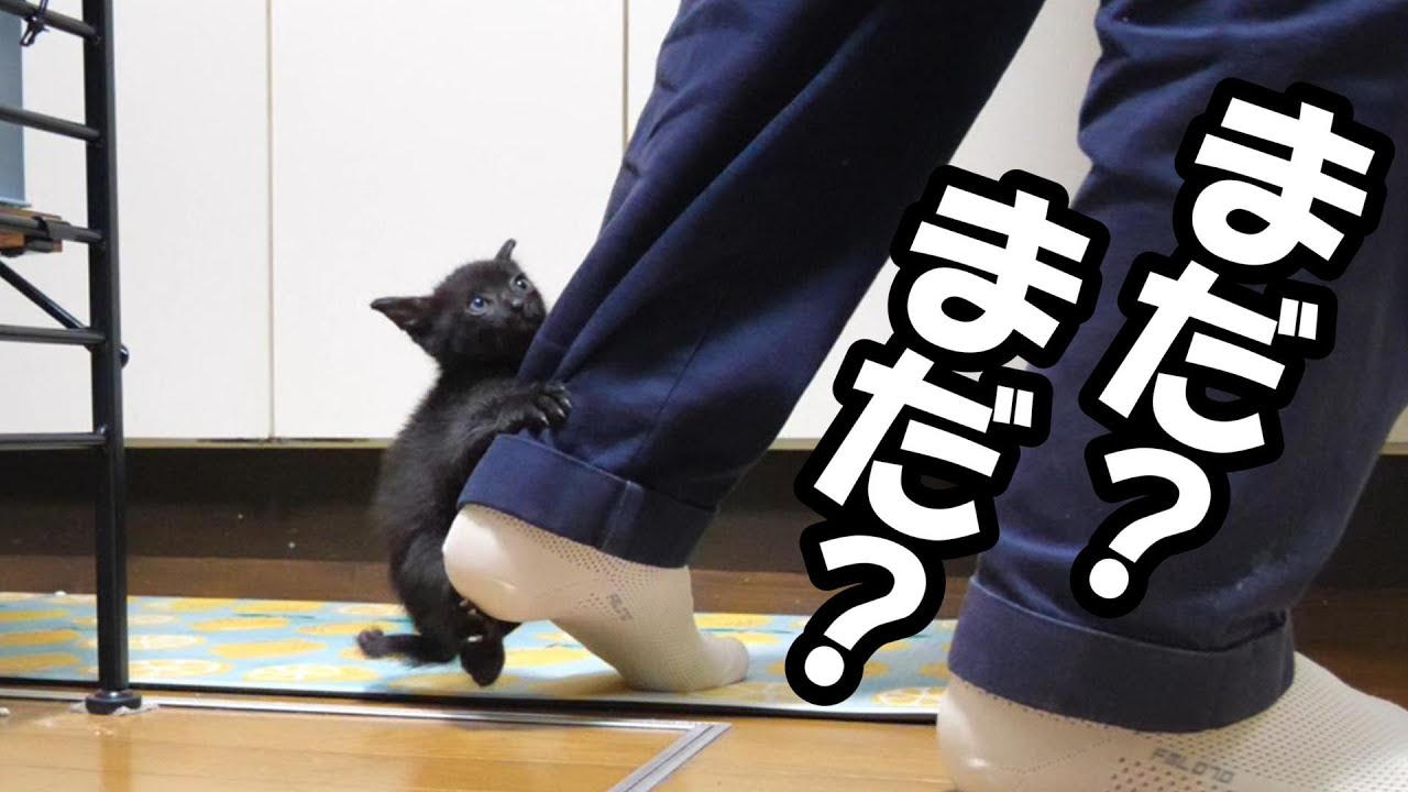 ご飯が待ちきれない子猫が足にしがみつく【赤ちゃん猫　保護猫】