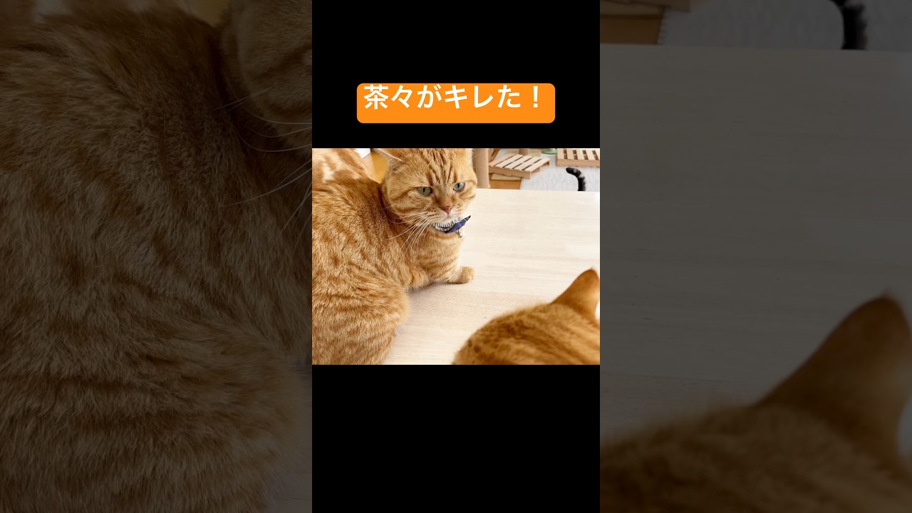 茶々パパがキレた！その時！ #猫 #マンチカン #shorts