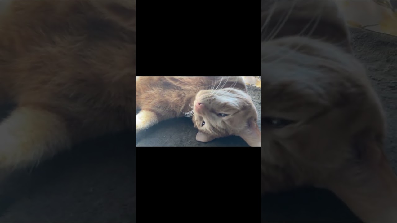 【茶トラ猫】お昼寝ジラフ。超音波検査をしたためお腹の毛が刈り取られています#shorts