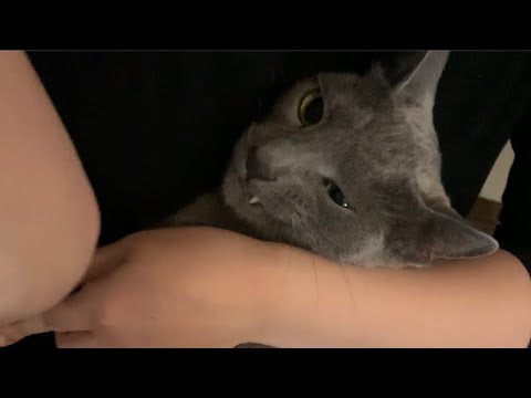 【ロシアンブルー】大人しく爪を切られる猫　#Shorts