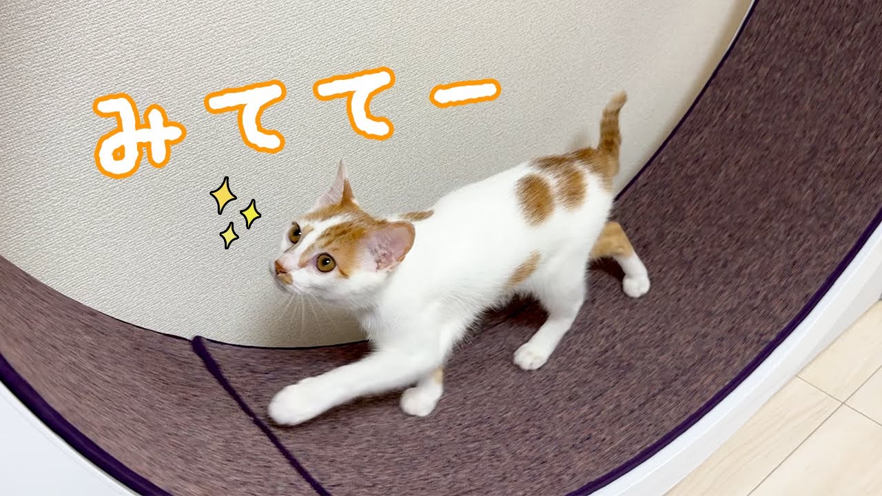 いつの間にか回し車の使い方を覚えてた子猫！