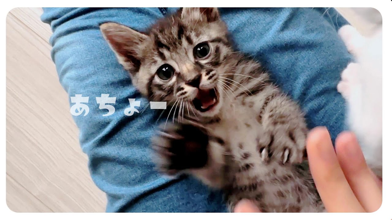 【子猫】目の前のことに興味がすぐ行く切り替えが早い子猫【保護猫生活26日目】