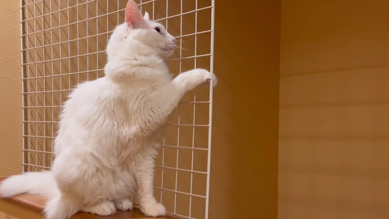 【日常】もふ猫たちの何気な〜い日常〜ターキッシュアンゴラとノルウェージャンフォレストキャット♡