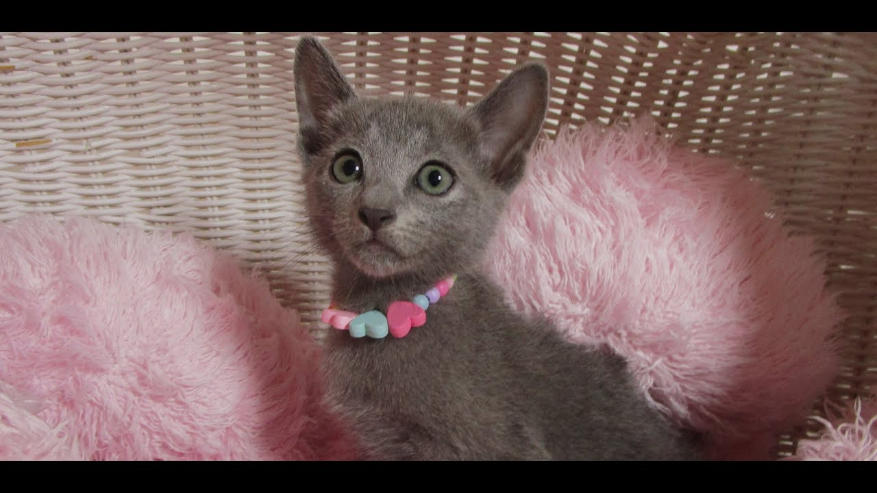 ☆中山店☆ロシアンブルー☆女の子☆ブルー☆7/25生まれ☆