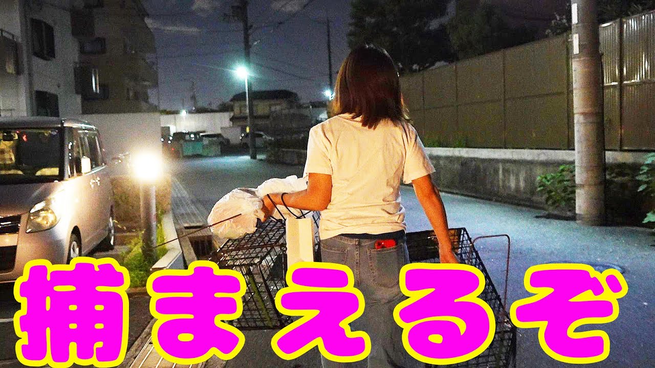 【野良猫 捕獲】母猫と別れメス猫姉妹おりましたがオス猫に追いかけられており早く避妊したく捕獲しました