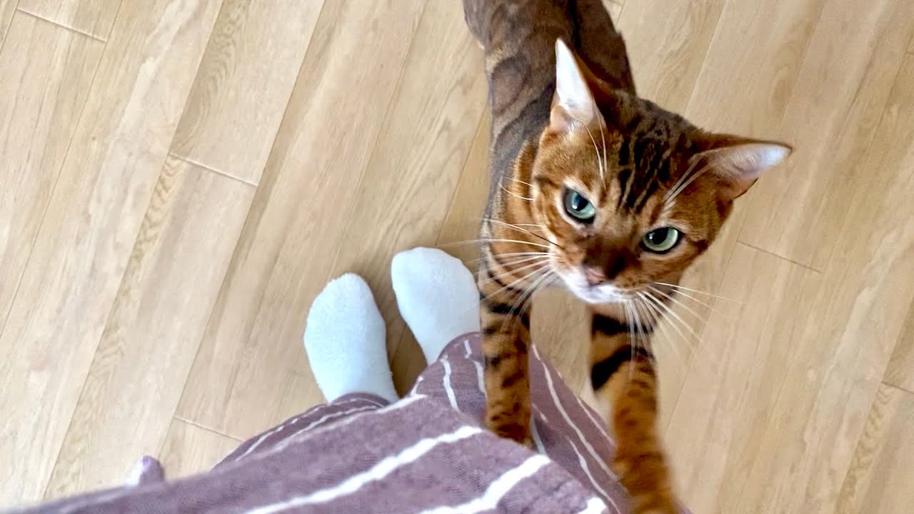 朝から甘えん坊なベンガル猫。