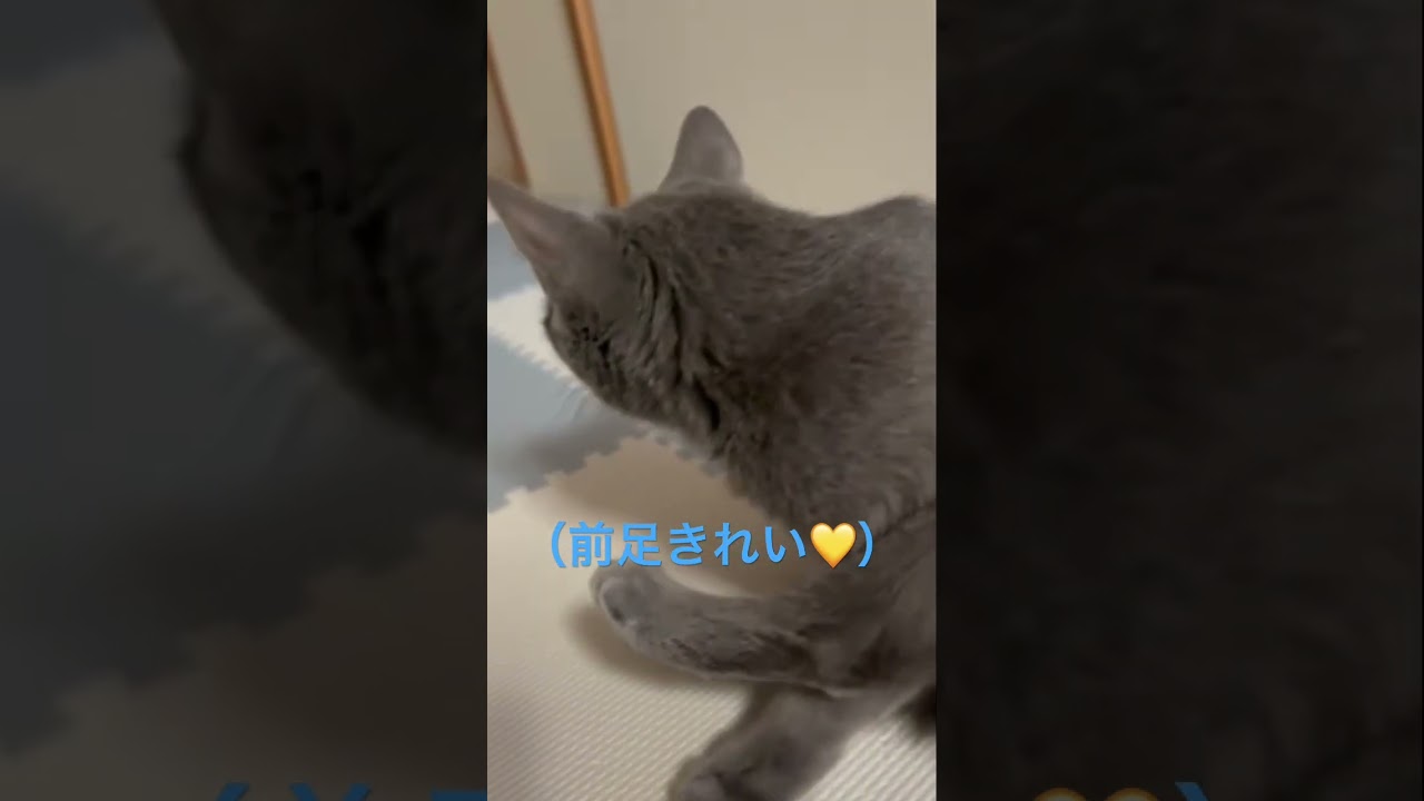まるで新体操！柔軟なペロペロ猫（ロシアンブルー）#shorts