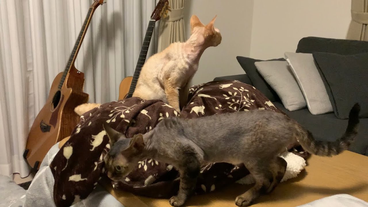 デボンレックス兄弟は洗いたてのこたつ布団に興味津々です(Devon Rex brothers interested in a washed coverlet for kotatsu )