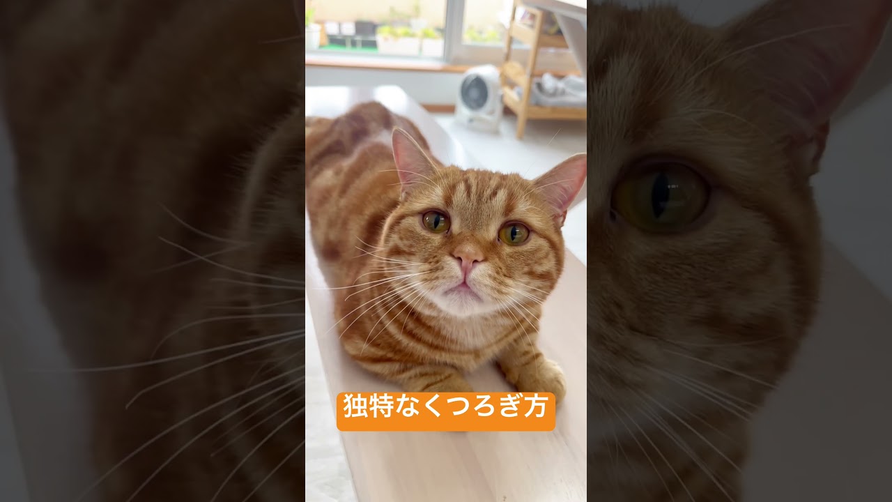 独特なくつろぎ方をする猫 #shorts