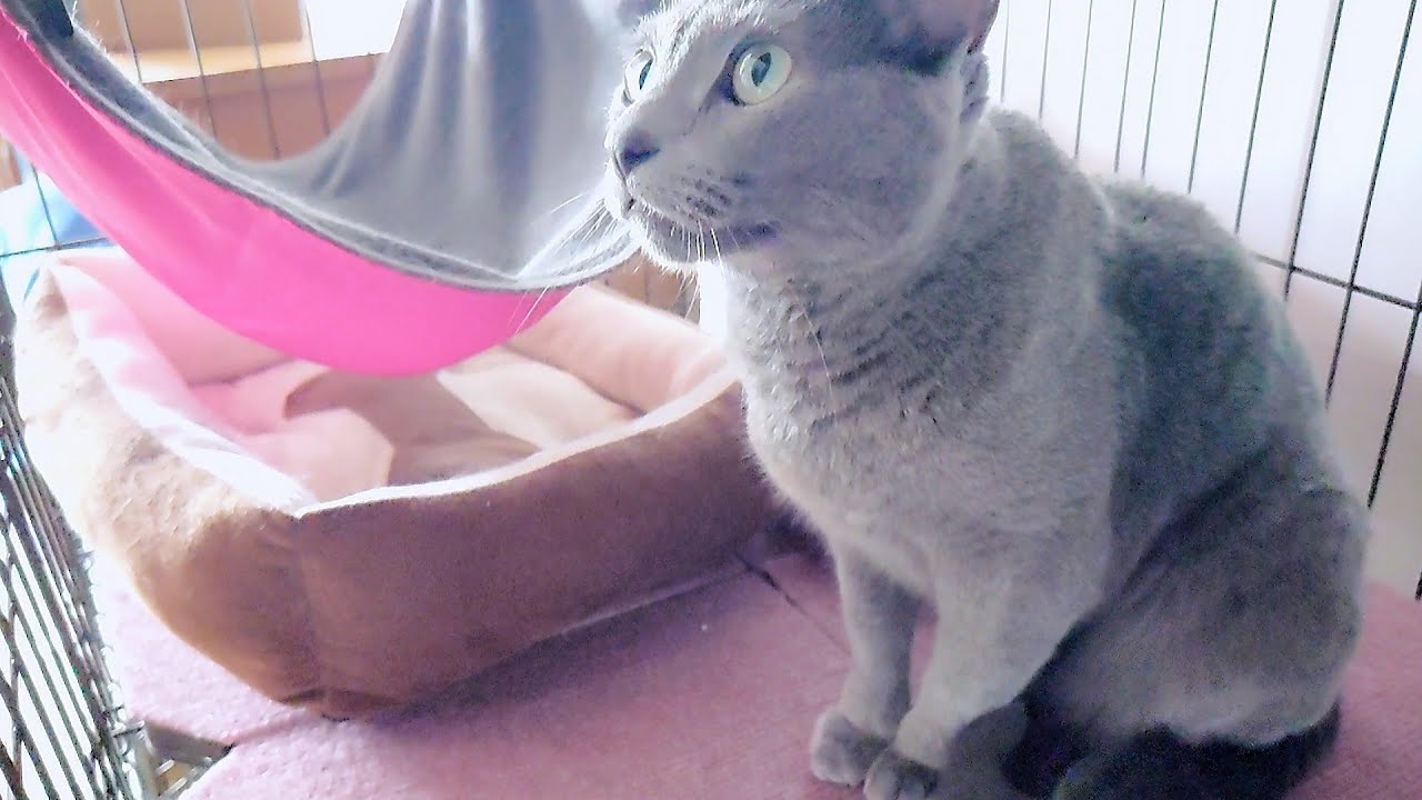 【猫動画】真剣に旦那に訴えるロシアンブルー【russianbule】A Russian Blue that seriously appeals to its owner.