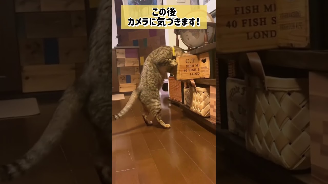 【猫】カメラに気づいた瞬間w