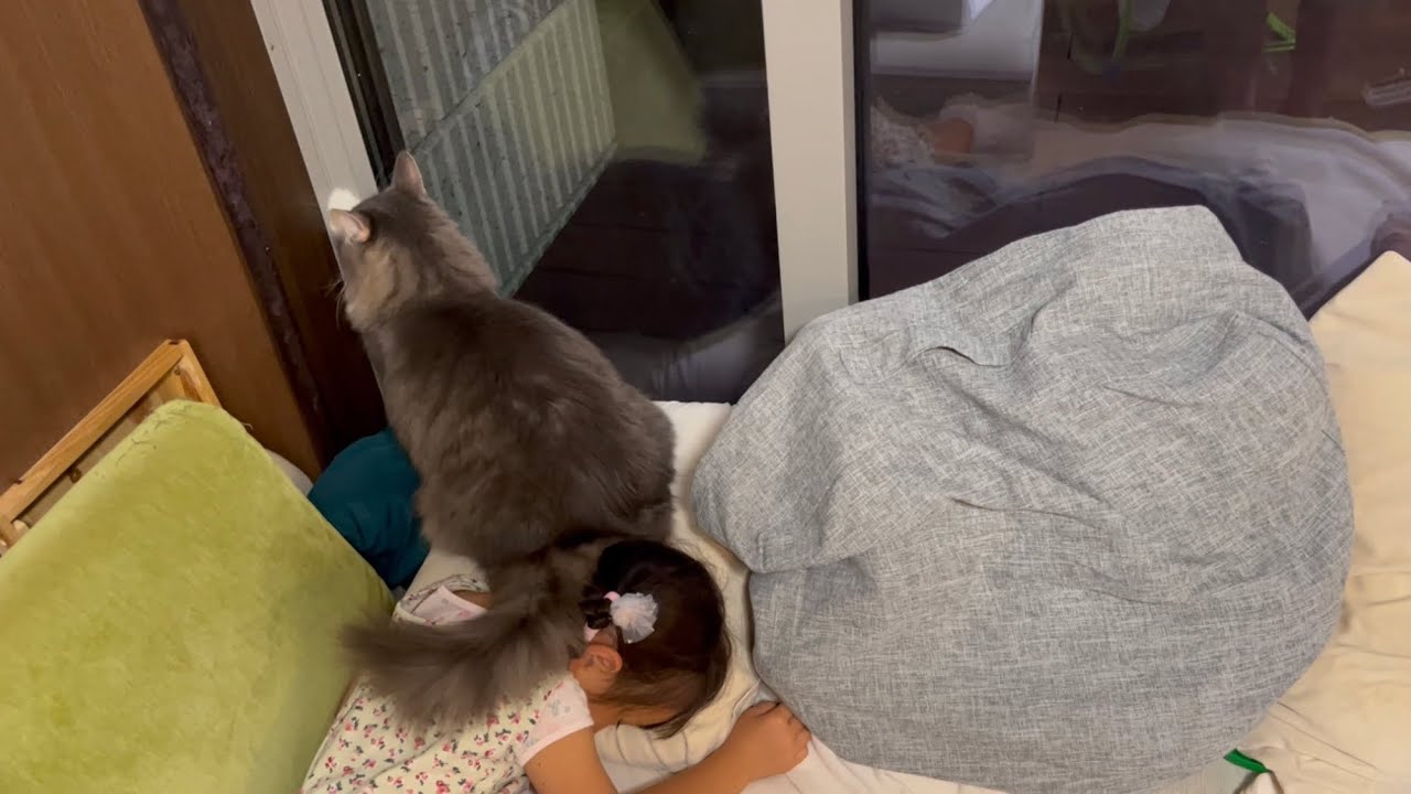寝ている子供を踏み付ける猫　ノルウェージャンフォレストキャット　A cat stomps on a sleeping child