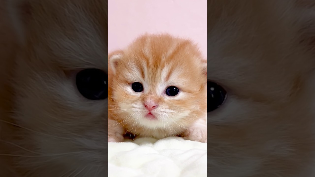 #shorts #ミヌエット #マンチカン #子猫